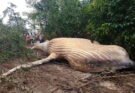 A 10-Ton Whale Was Found in the Amazon Rainforest and Scientists Are Baffled